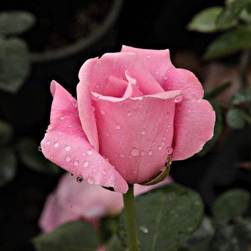 Rosa Madame Caroline Testout - roz - Trandafir copac cu trunchi înalt - cu flori teahibrid - coroană dreaptă